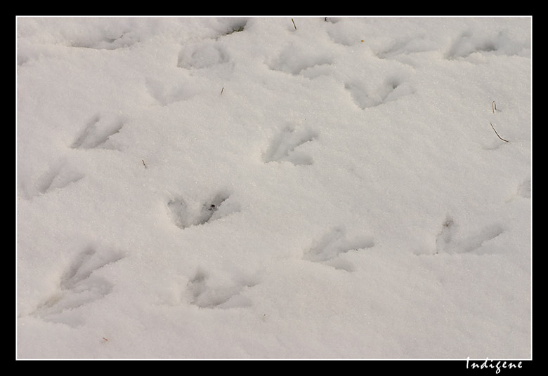 Les traces