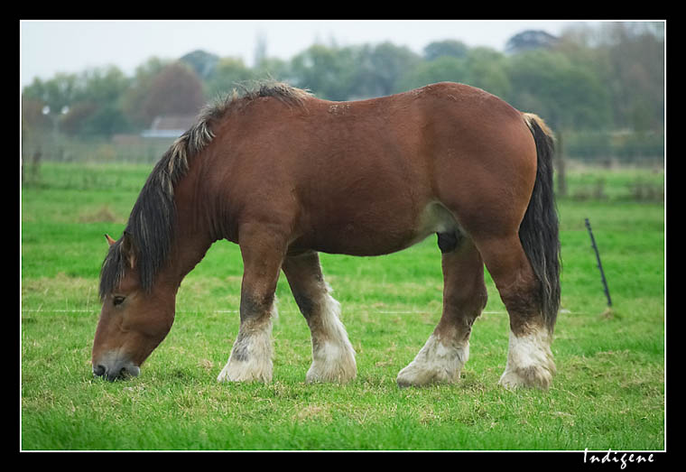 Percheron