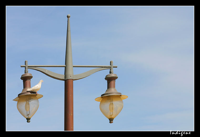 Pigeon sur le lampadaire