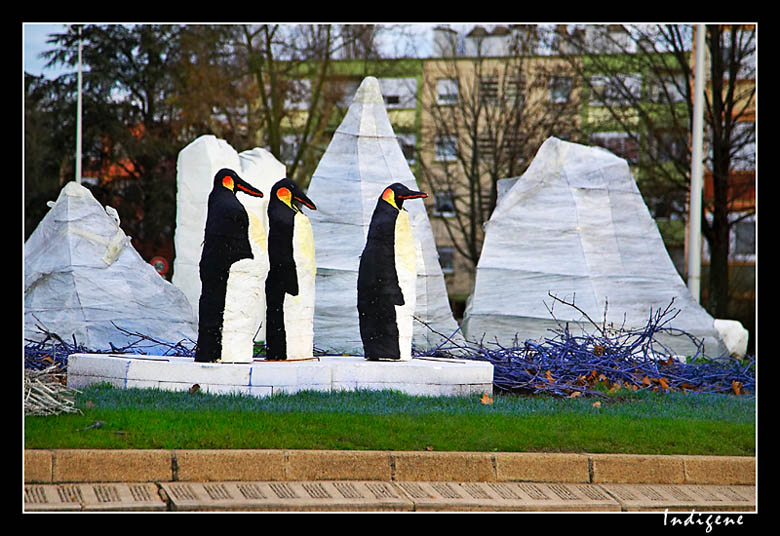 Famille de Manchots