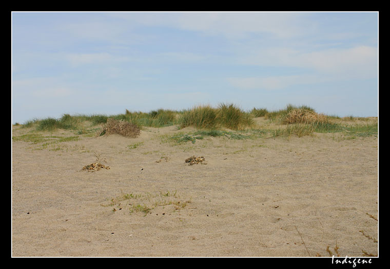 Dune de sable 