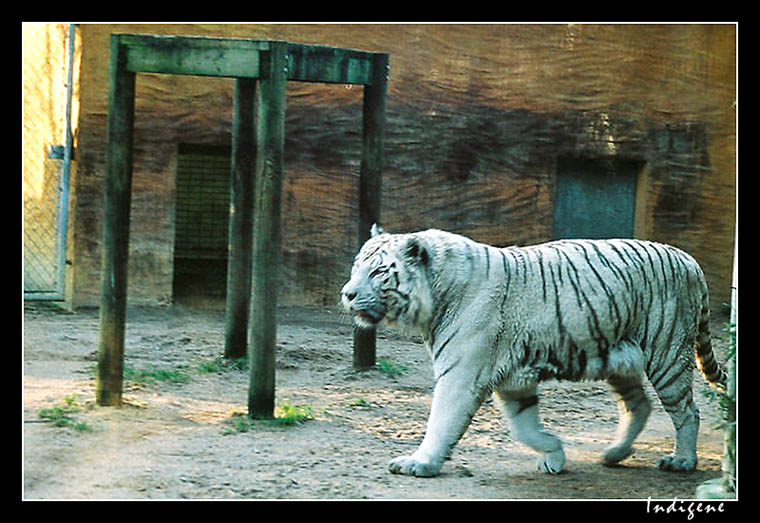 Le tigre blanc