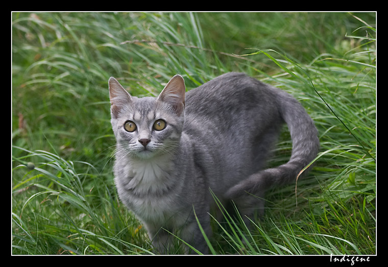 Sokette dans l'herbe