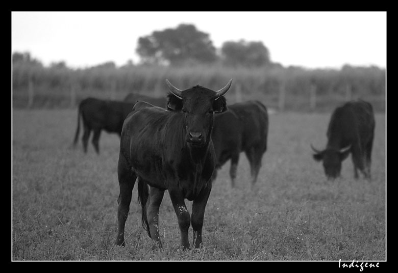 Taureau camarguais