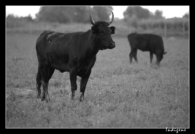 Taureau de Camargue