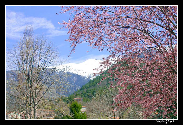 Le printemps  Vernet