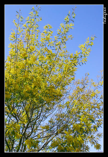 Les mimosas en fleur