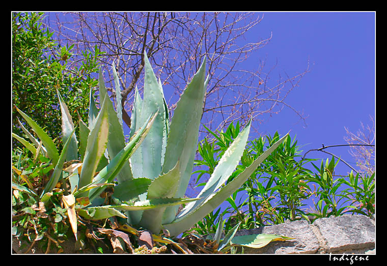 Aloes  Vernet