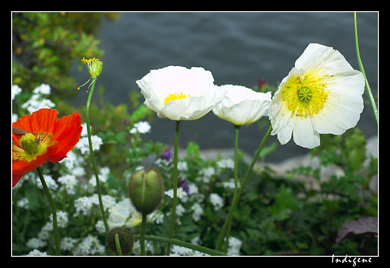 Pavots blancs