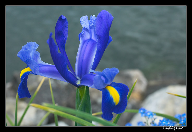 Iris bleu