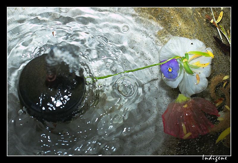 La fontaine  la pense