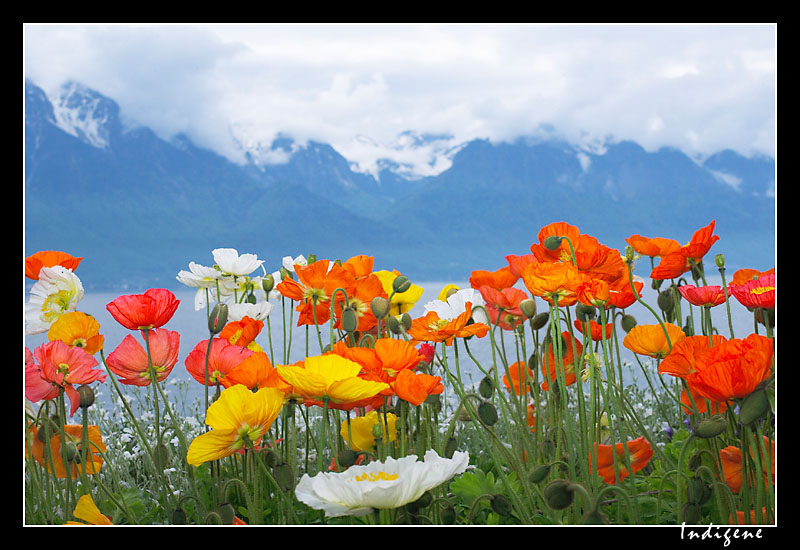 Les pavots du Lac