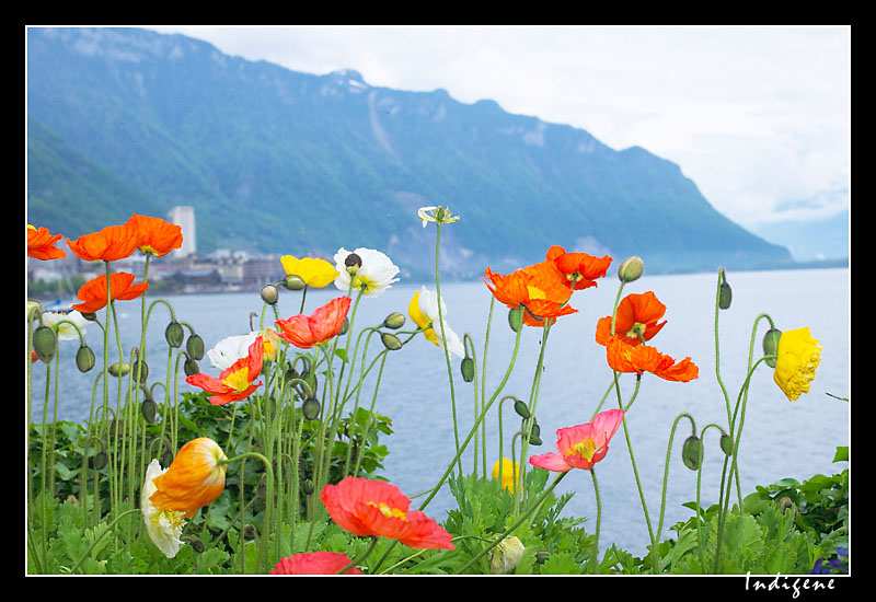 Vue sur le Lac