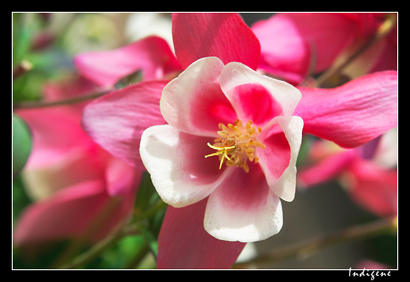 Rose et blanc