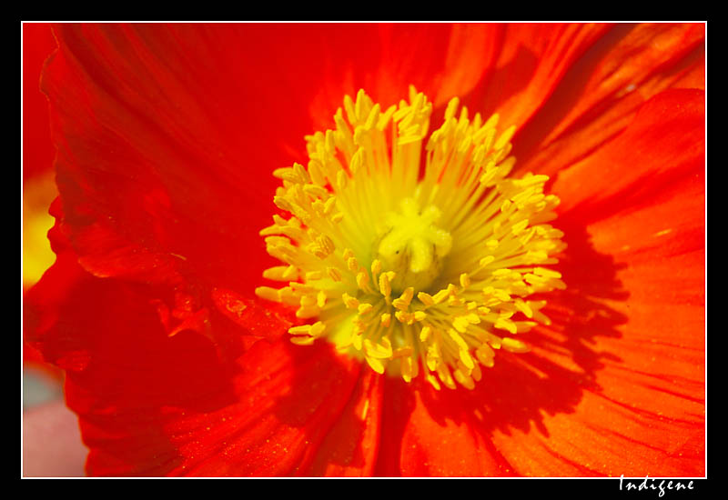 Rouge et jaune