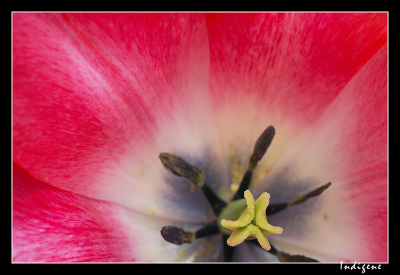 Tulipe