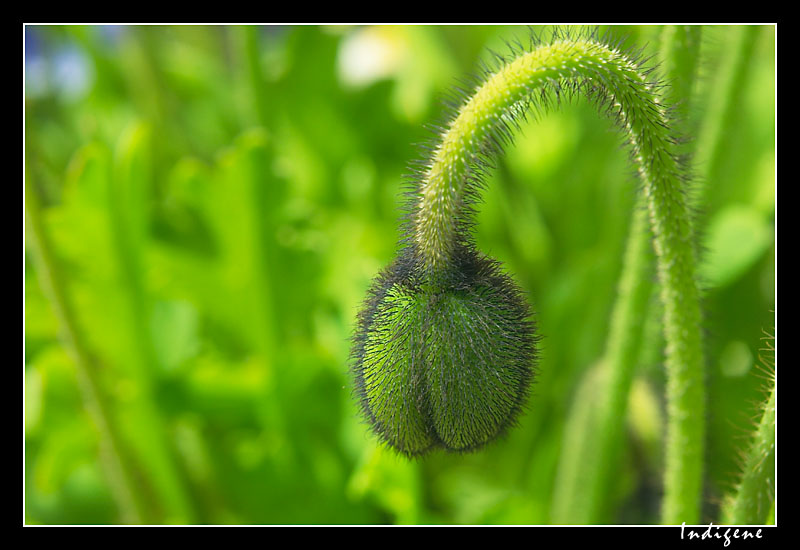 Un bouton poilu