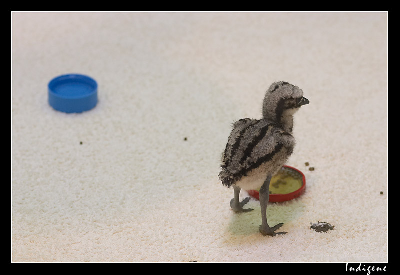 Le poussin