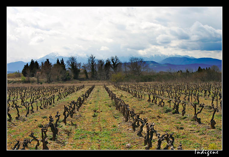 Vignobles du Roussillon