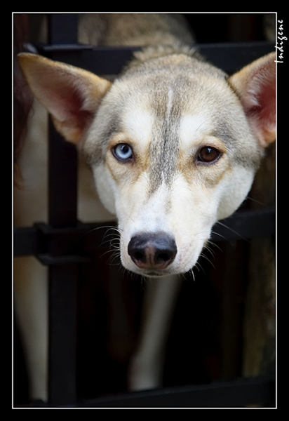 Chien aux yeux vairons