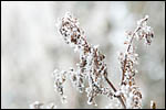 photo Plante givre