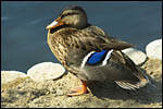 photo Le canard  plumes bleues