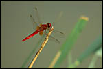 photo Libellule rouge