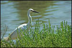 photo L'aigrette Garzette