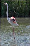 photo Le flamant rose allonge le cou