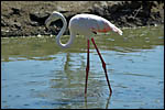 photo Le flamant rose 