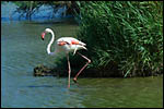 photo Un flamant rose 