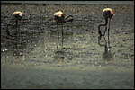 photo Trois flamants rose