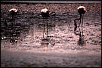 photo The Dream of the Pink Bird