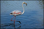 photo Le flamant rose patauge