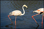 photo Les flamants roses