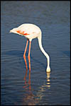 photo Le flamant rose cherche son repas