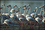 photo Les flamants