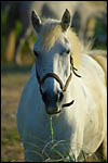 photo Le cheval  