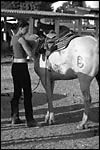 photo Les prparatifs du cheval