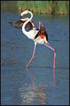 photo La danse du flamant