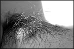 photo Toison pubienne