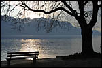 photo L'arbre et le banc