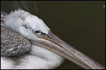 photo Pelican