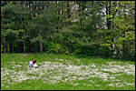 photo Les amoureux dans la prairie