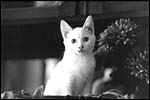 Galerie Animaux domestiques