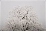 photo Branches couvertes de givre