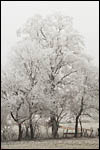 photo Arbre avec du givre