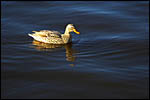 photo Le canard sur le plan d'eau d'Autun