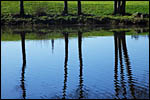 photo Reflet des arbres