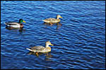 photo Canard sur le lac d'Autun